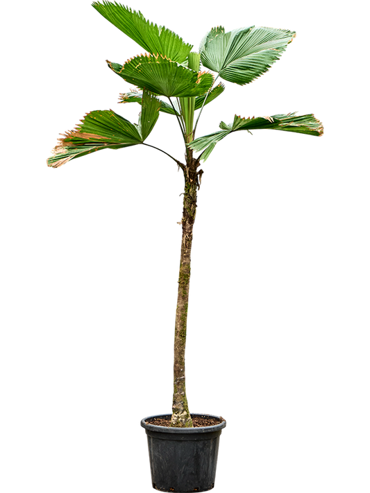 Planta naturala de interior Stem D120xH275cm Licuala grandis PS48/37cm in pamant