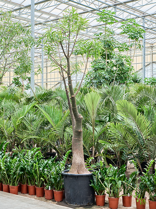 Planta naturala de interior Stem D120xH325cm Brachychiton rupestris PS65/47cm in pamant