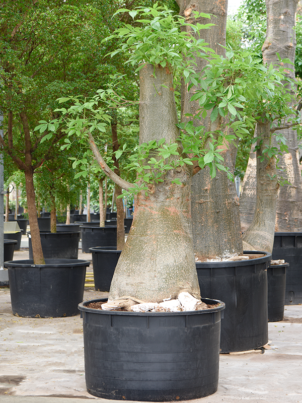 Planta naturala de interior Stem D120xH350cm Adansonia digitata PS120/68cm in pamant