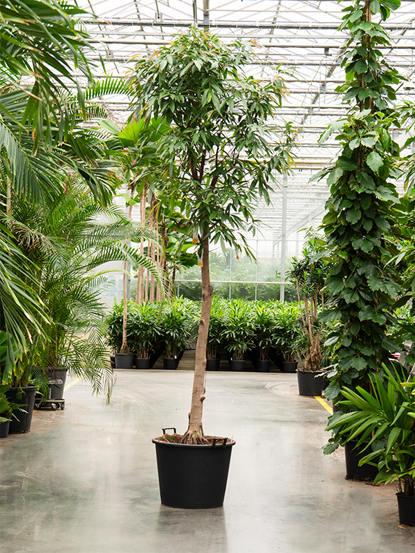 Planta naturala de interior Stem D120xH350cm Ficus binnendijkii 'Amstel King' PS65/44cm in pamant