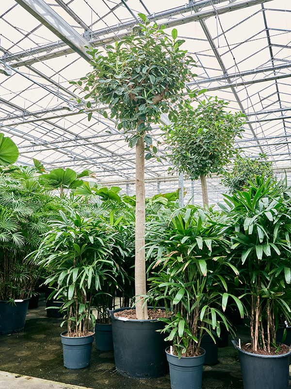 Planta naturala de interior Stem D120xH375cm Ficus rubiginosa 'Australis' PS70/51cm in pamant