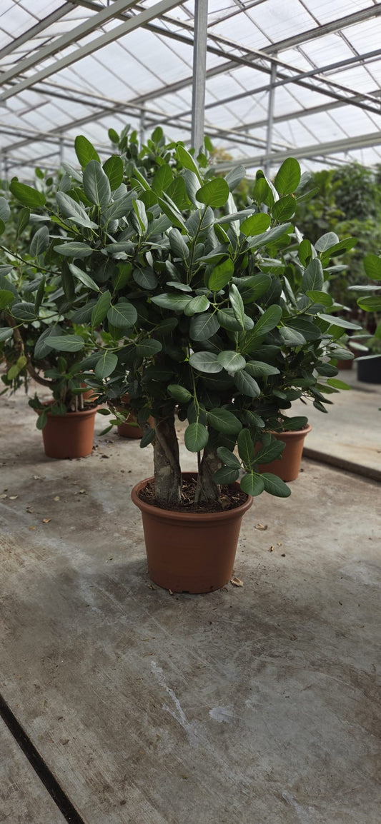 Planta naturala de interior Stem D125xH210cm Ficus benghalensis (180-210) PS60/34cm in pamant
