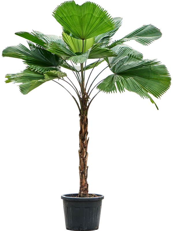 Planta naturala de interior Stem D125xH300cm Licuala grandis PS55/34cm in pamant