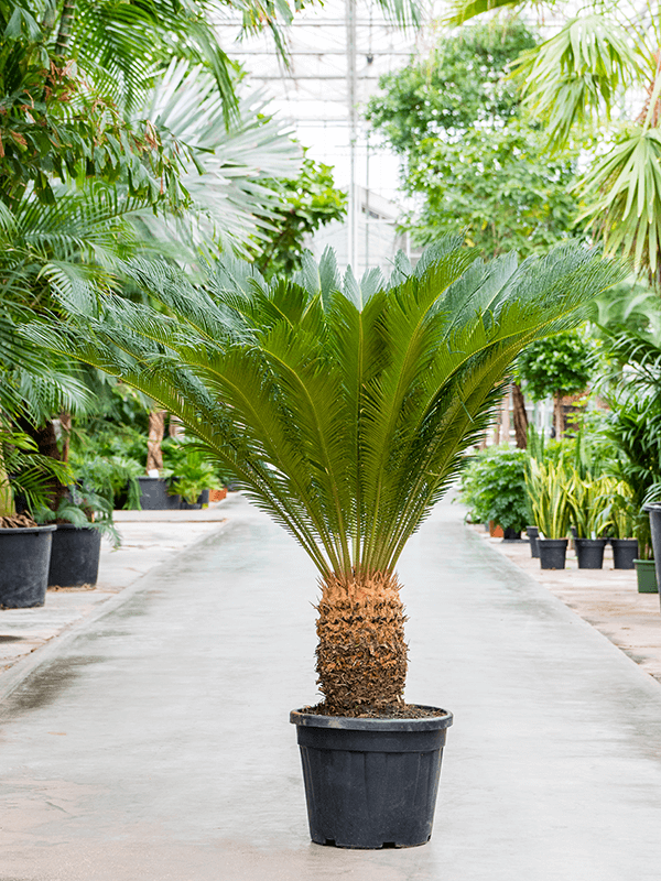 Planta naturala de interior Stem D130xH140cm Cycas revoluta PS50/42cm in pamant