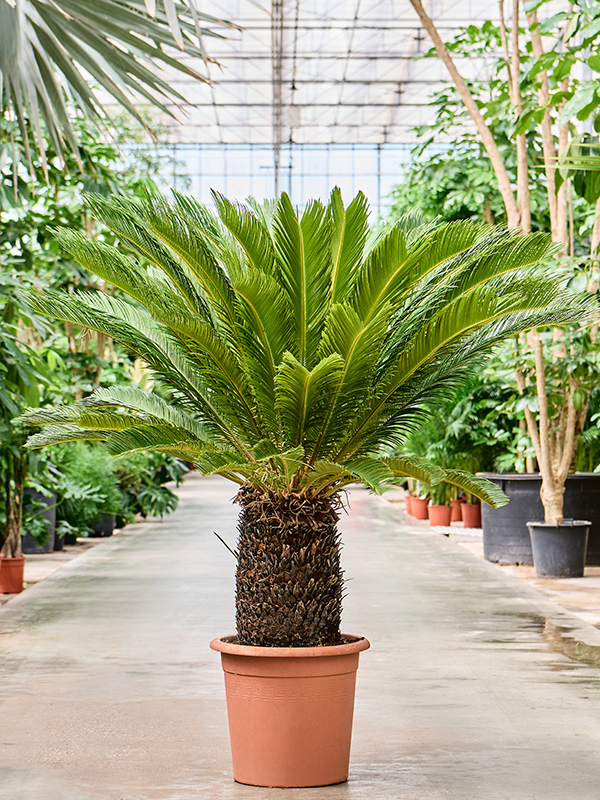 Planta naturala de interior Stem D130xH160cm Cycas revoluta PS45/39cm in pamant