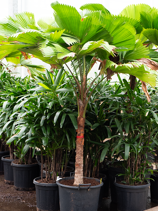 Planta naturala de interior Stem D130xH230cm Licuala grandis (190-230) PS50/40cm in pamant