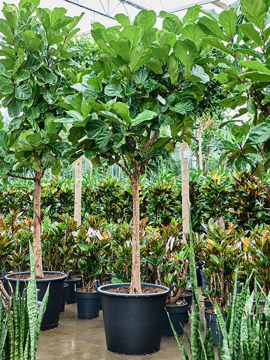 Planta naturala de interior Stem D130xH240cm Ficus lyrata PS45/37cm in pamant