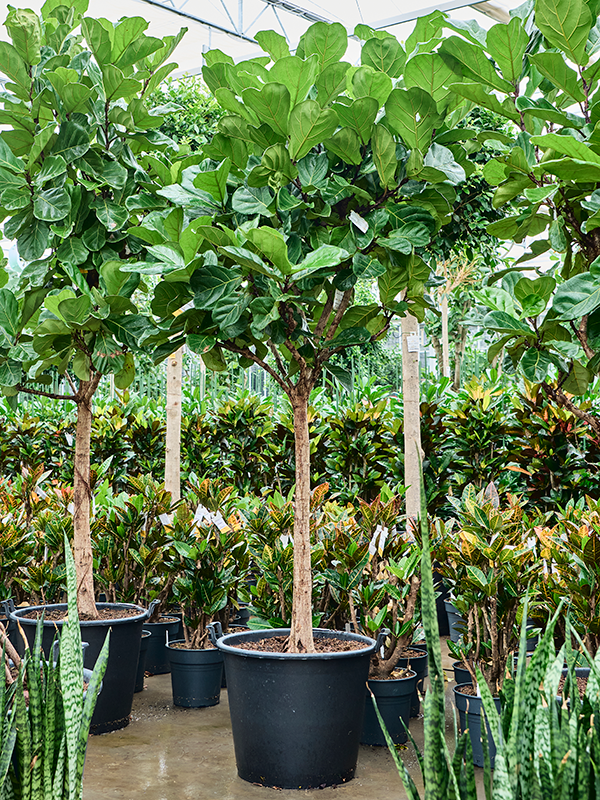 Planta naturala de interior Stem D130xH240cm Ficus lyrata PS45/37cm in pamant