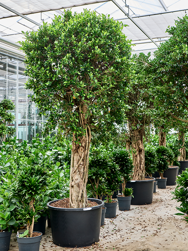 Planta naturala de interior Stem D130xH300cm Ficus microcarpa 'Nitida' PS80/51cm in pamant