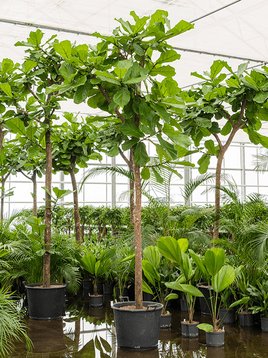Planta naturala de interior Stem D130xH325cm Ficus lyrata P60/48cm in hidrogranule
