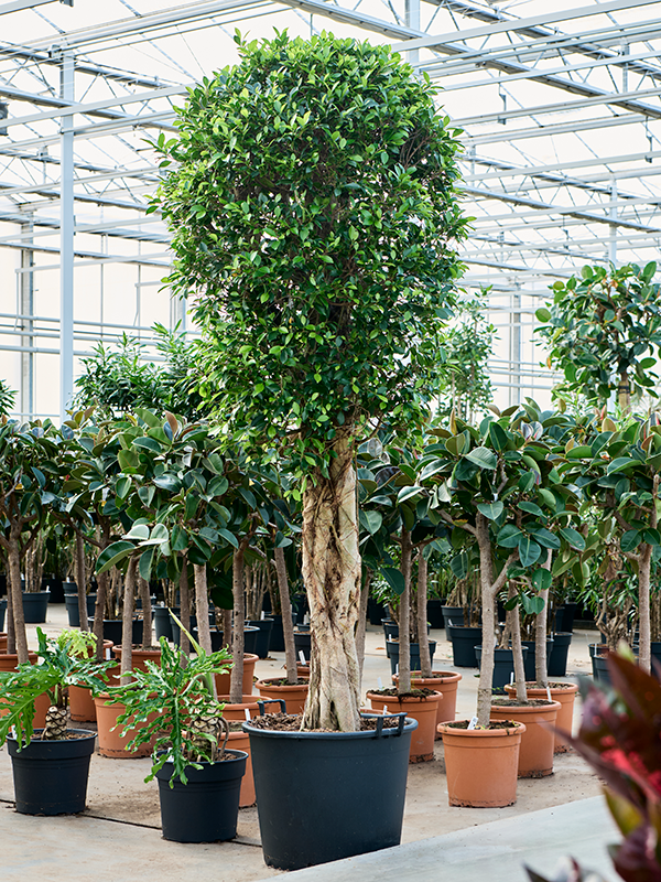 Planta naturala de interior Stem D130xH325cm Ficus microcarpa ‘Nitida’ PS70/53cm in pamant