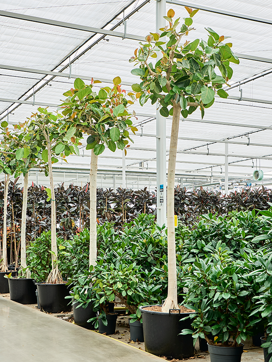 Planta naturala de interior Stem D130xH360cm Ficus benghalensis (400-450) PS70/51cm in pamant