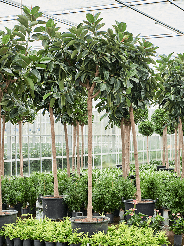 Planta naturala de interior Stem D130xH400cm Ficus elastica 'Robusta' P60/48cm in hidrogranule