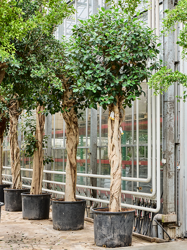 Planta naturala de interior Stem D130xH425cm Ficus rubiginosa 'Australis' PS80/65cm in pamant