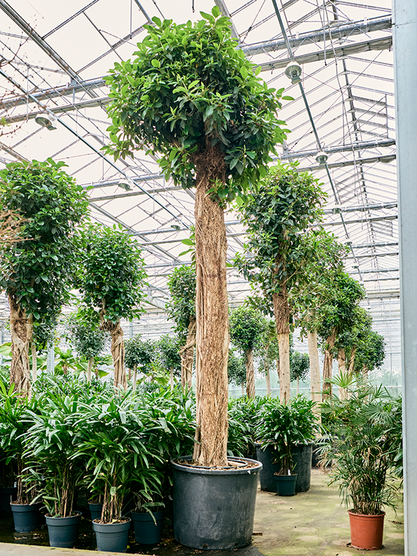 Planta naturala de interior Stem D130xH440cm Ficus rubiginosa 'Australis' PS80/65cm in pamant