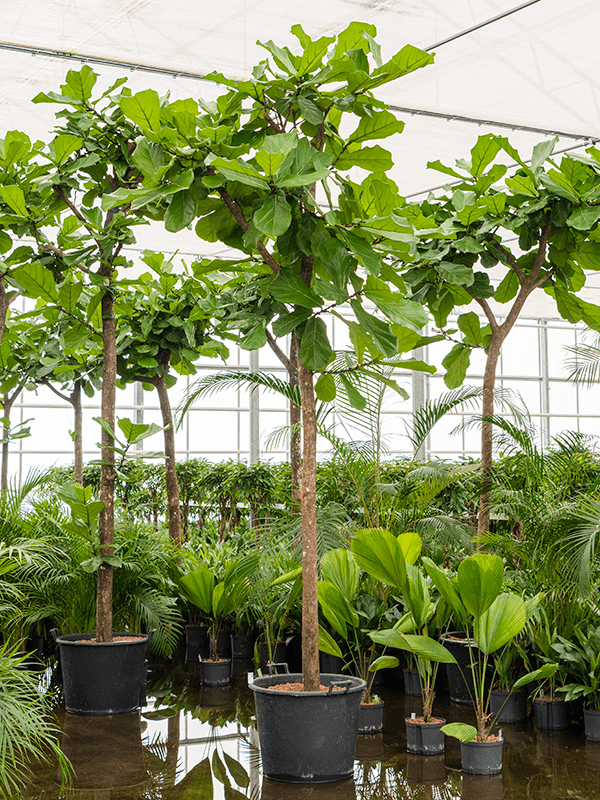 Planta naturala de interior Stem D130xH470cm Ficus lyrata P60/48cm in hidrogranule