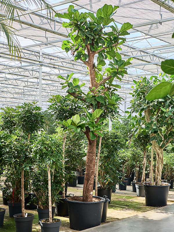Planta naturala de interior Stem D135xH400cm Ficus lyrata PS70/51cm in pamant