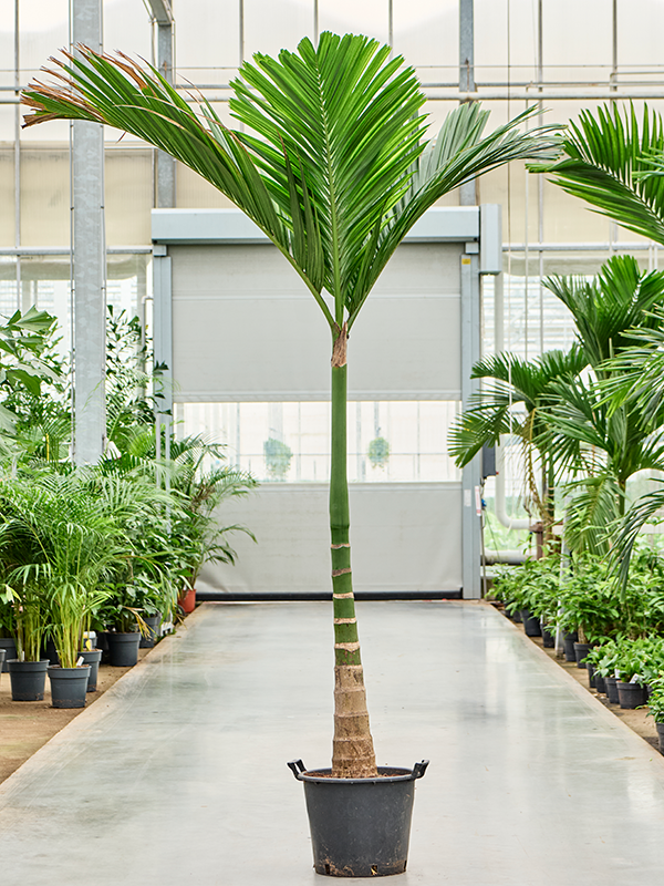 Planta naturala de interior Stem D140xH300cm Areca catechu dwarf PS50/41cm in pamant