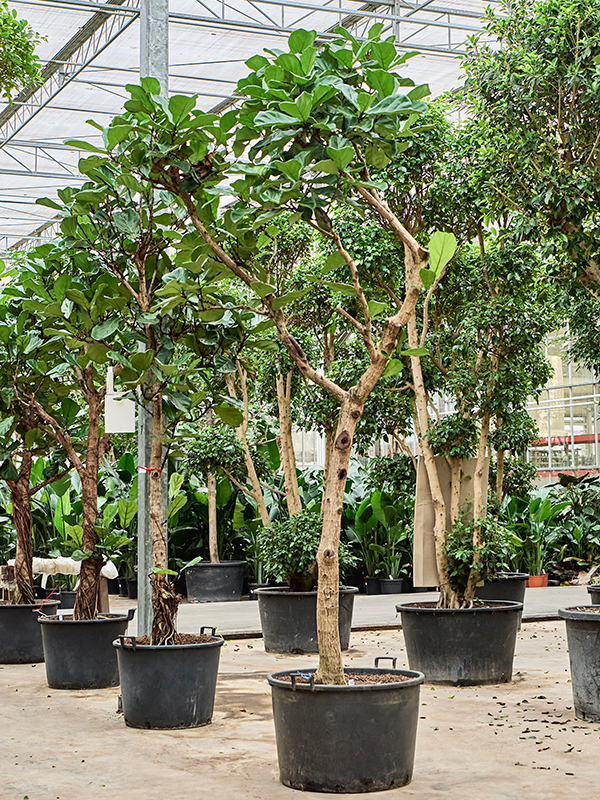 Planta naturala de interior Stem D140xH450cm Ficus lyrata PS80/51cm in pamant