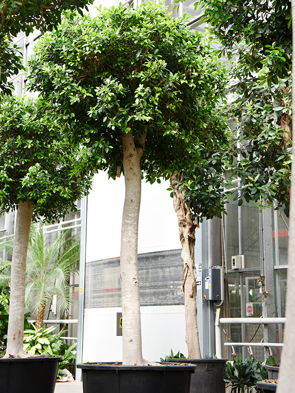 Planta naturala de interior Stem D140xH450cm Ficus microcarpa 'Nitida' (400-450) PS104/90cm in pamant