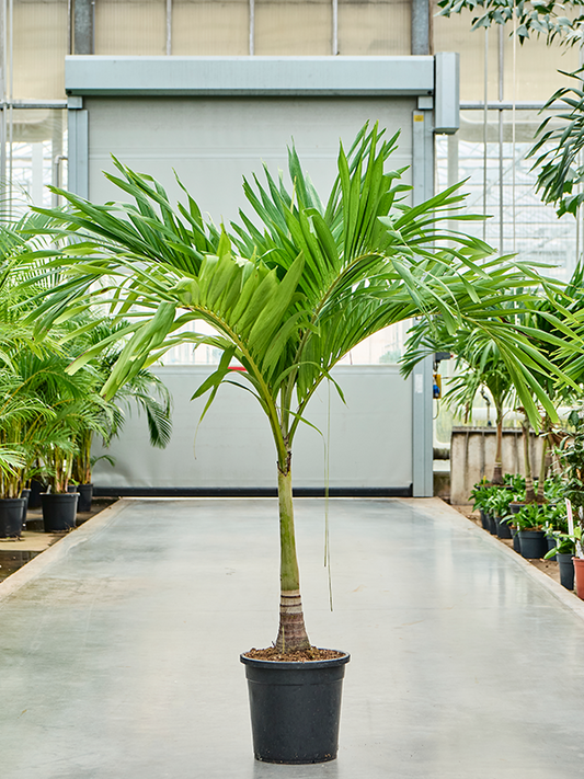 Planta naturala de interior Stem D145xH180cm Veitchia (Adonidia) merrillii (180-200) PS35/28cm in pamant
