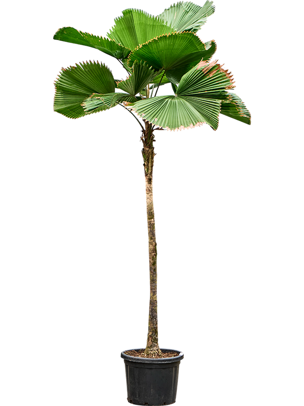 Planta naturala de interior Stem D145xH300cm Licuala grandis PS48/37cm in pamant