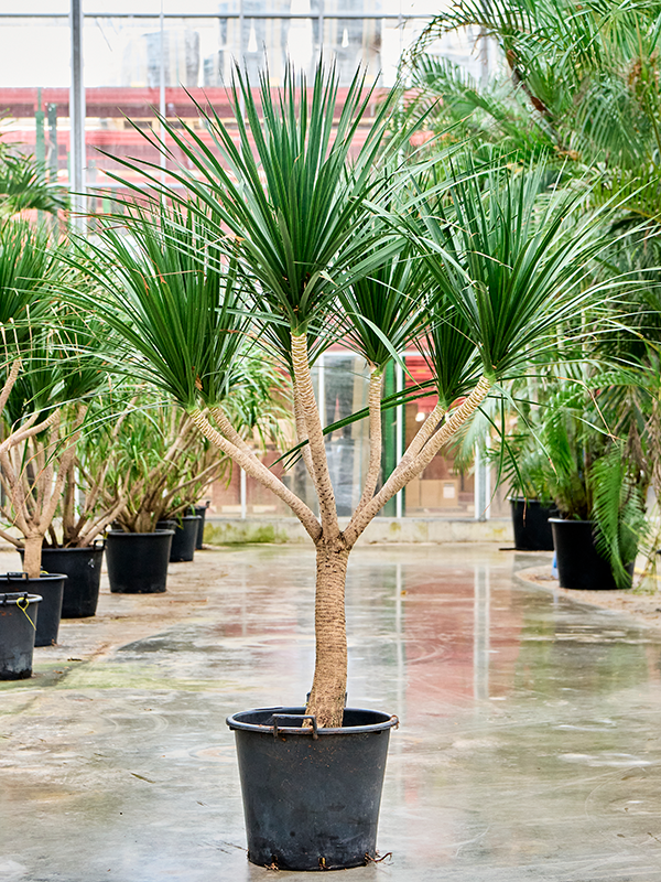 Planta naturala de interior Stem D150xH190cm Dracaena draco 'Compact' PS55/44cm in pamant