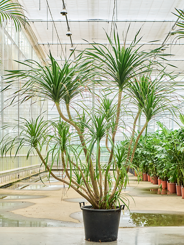 Planta naturala de interior Stem D150xH200cm Dracaena draco 'Compact' PS55/44cm in pamant