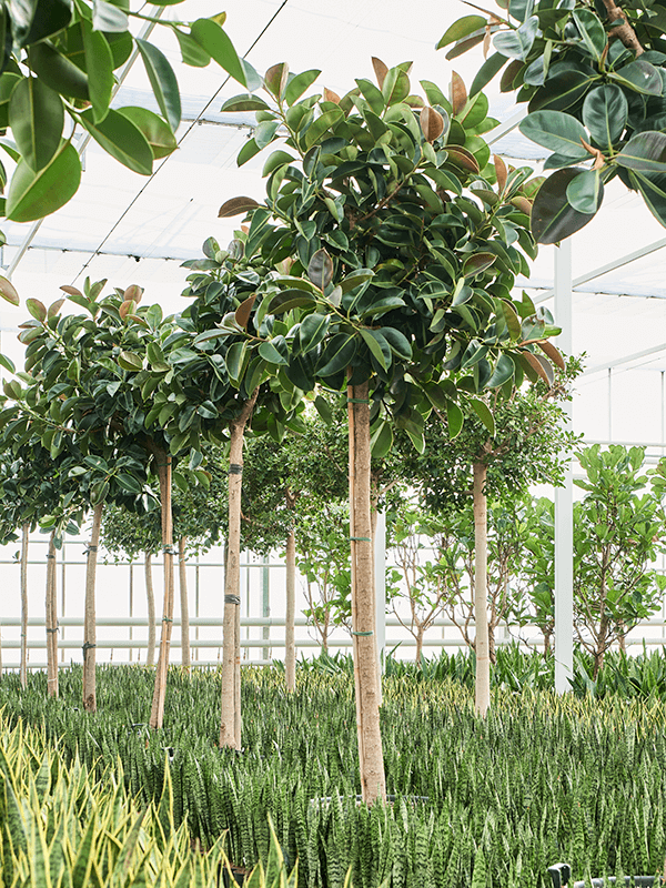 Planta naturala de interior Stem D150xH375cm Ficus elastica 'Robusta' (300-400) PS70/51cm in pamant