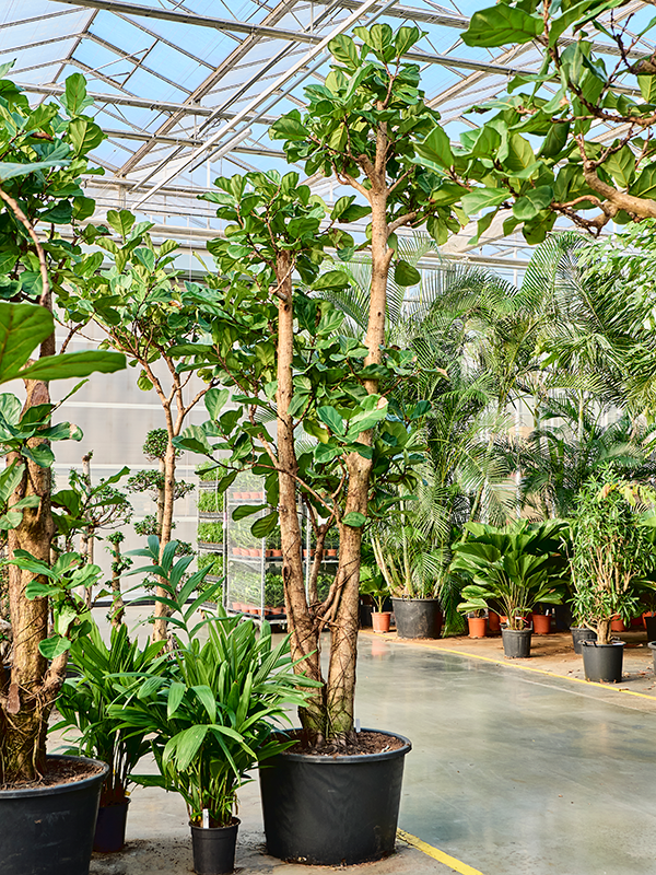 Planta naturala de interior Stem D150xH375cm Ficus lyrata PS80/51cm in pamant