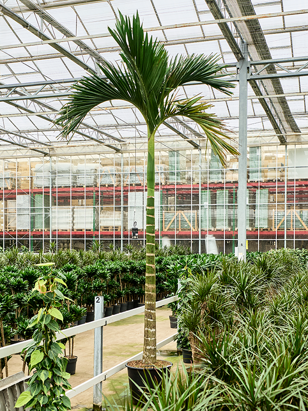 Planta naturala de interior Stem D150xH425cm Areca catechu dwarf PS55/44cm in pamant