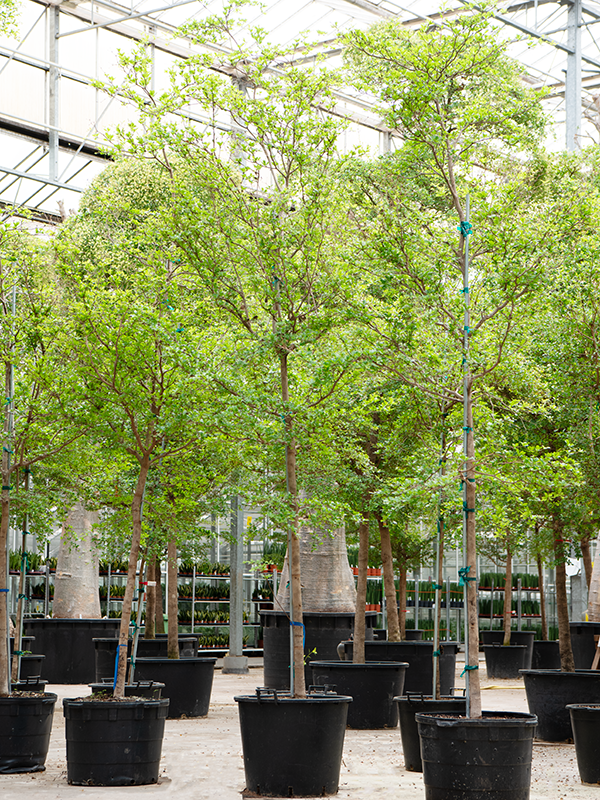 Planta naturala de interior Stem D150xH425cm Bucida buceras 'Shady Lady' (400-450) PS65/44cm in pamant