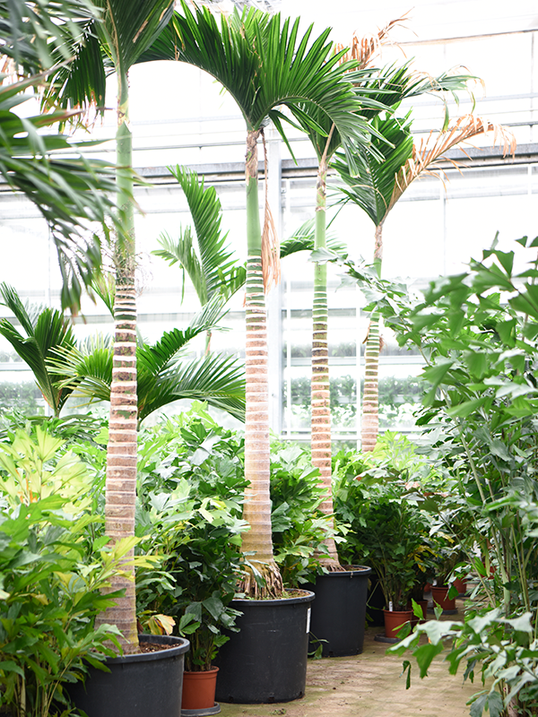 Planta naturala de interior Stem D150xH450cm Areca catechu PS80/70cm in pamant