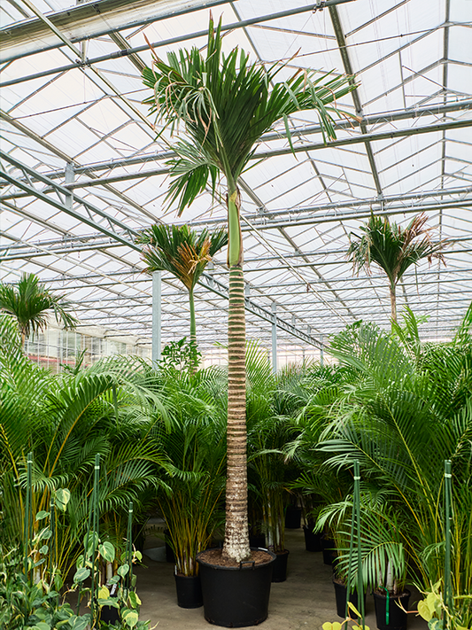 Planta naturala de interior Stem D150xH475cm Areca catechu dwarf (450-525) PS70/51cm in pamant