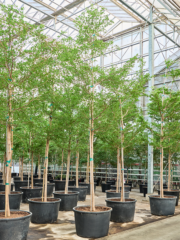 Planta naturala de interior Stem D150xH475cm Bucida buceras 'Shady Lady' (450-500cm) PS85/55cm in pamant