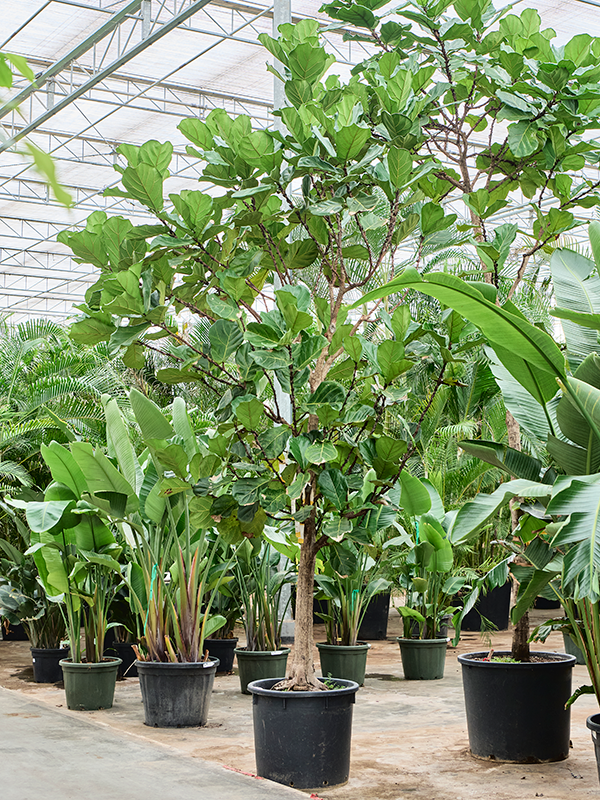 Planta naturala de interior Stem D150xH475cm Ficus lyrata (400-500) PS70/59cm in pamant