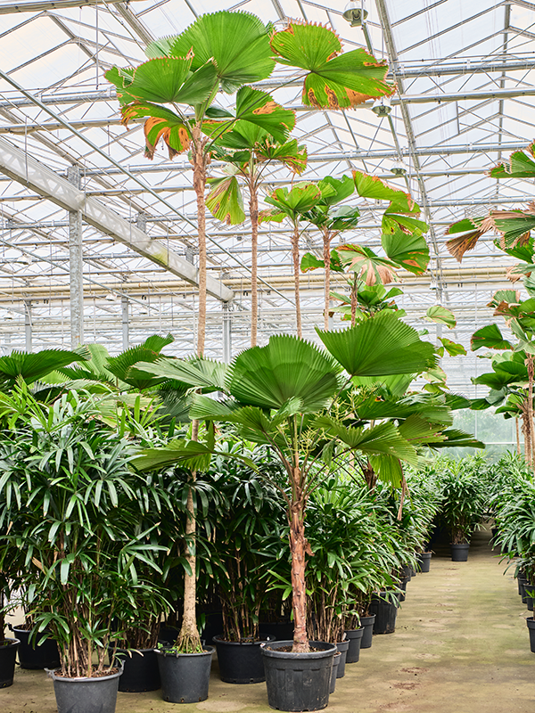 Planta naturala de interior Stem D150xH475cm Licuala grandis (450-500) PS40/33cm in pamant