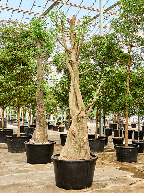 Planta naturala de interior Stem D150xH500cm Adansonia digitata PS110/68cm in pamant