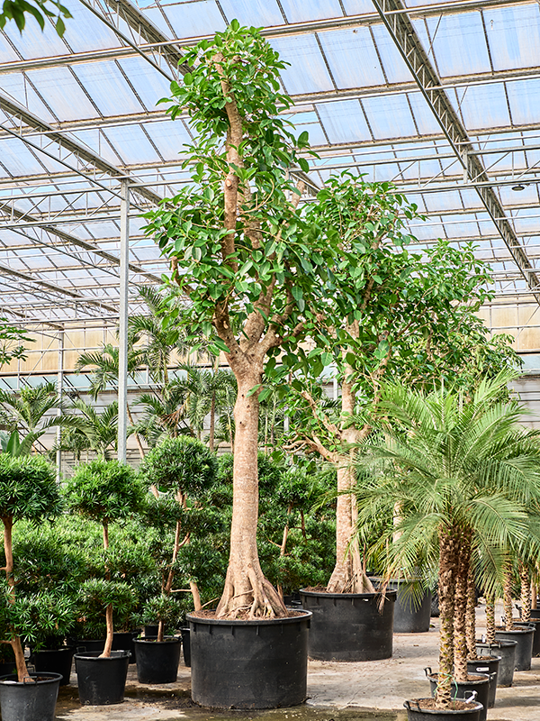 Planta naturala de interior Stem D150xH580cm Ficus altissima (560-590) PS122/82cm in pamant