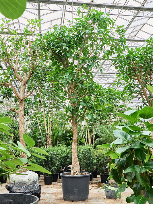 Planta naturala de interior Stem D150xH625cm Ficus altissima PS102/82cm in pamant