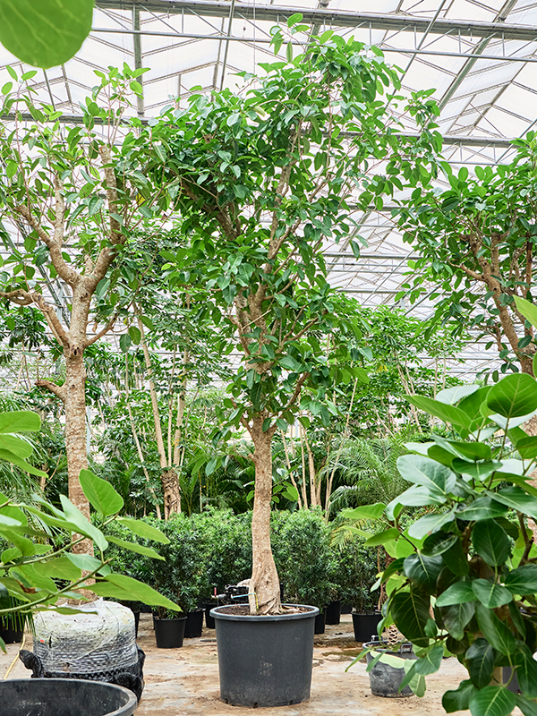 Planta naturala de interior Stem D150xH625cm Ficus altissima PS102/82cm in pamant