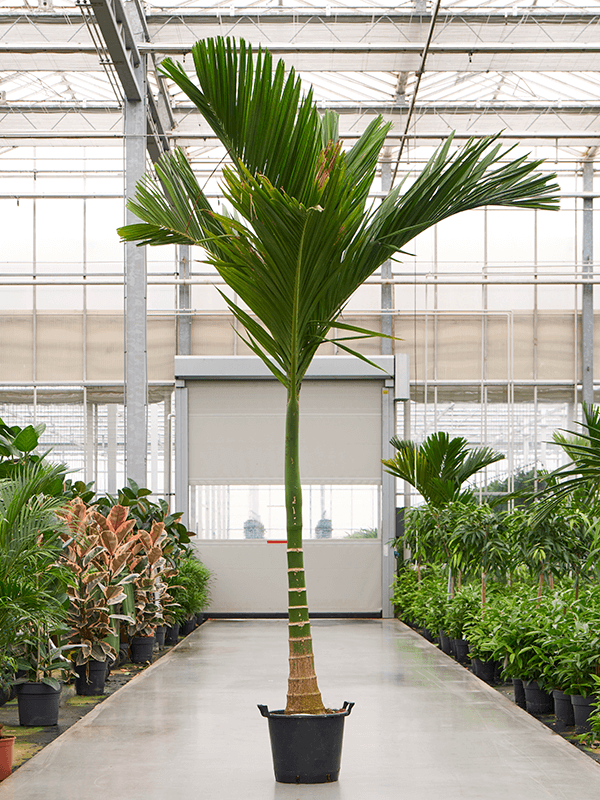 Planta naturala de interior Stem D160xH325cm Areca catechu dwarf PS52/44cm in pamant