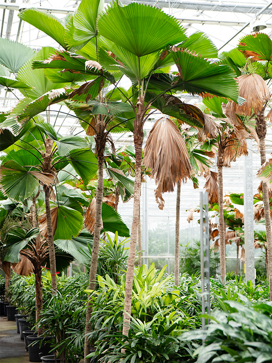 Planta naturala de interior Stem D160xH375cm Licuala grandis PS60/48cm in pamant