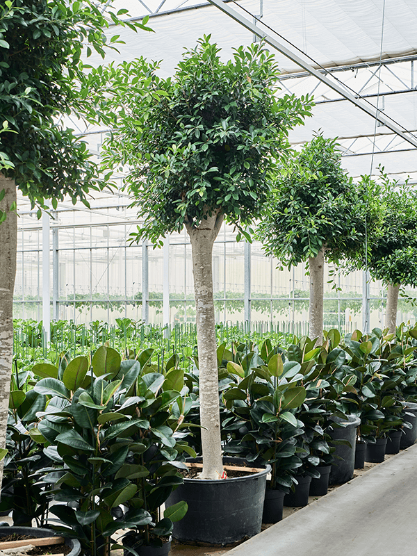 Planta naturala de interior Stem D160xH380cm Ficus microcarpa 'Nitida' (300-380) PS95/60cm in pamant