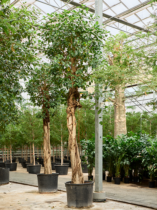 Planta naturala de interior Stem D160xH430cm Ficus rubiginosa 'Australis' PS80/65cm in pamant