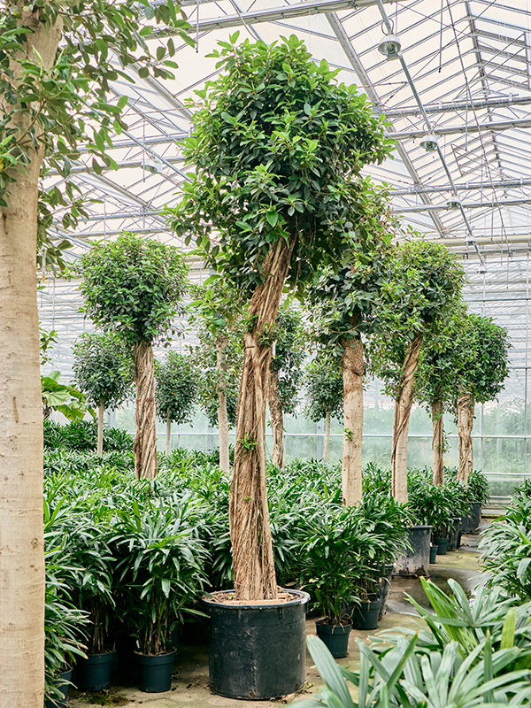 Planta naturala de interior Stem D160xH430cm Ficus rubiginosa 'Australis' PS80/65cm in pamant