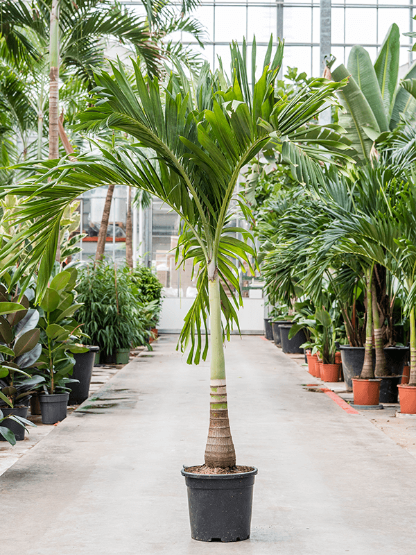 Planta naturala de interior Stem D175xH250cm Veitchia (Adonidia) merrillii (200-240) PS35/28cm in pamant