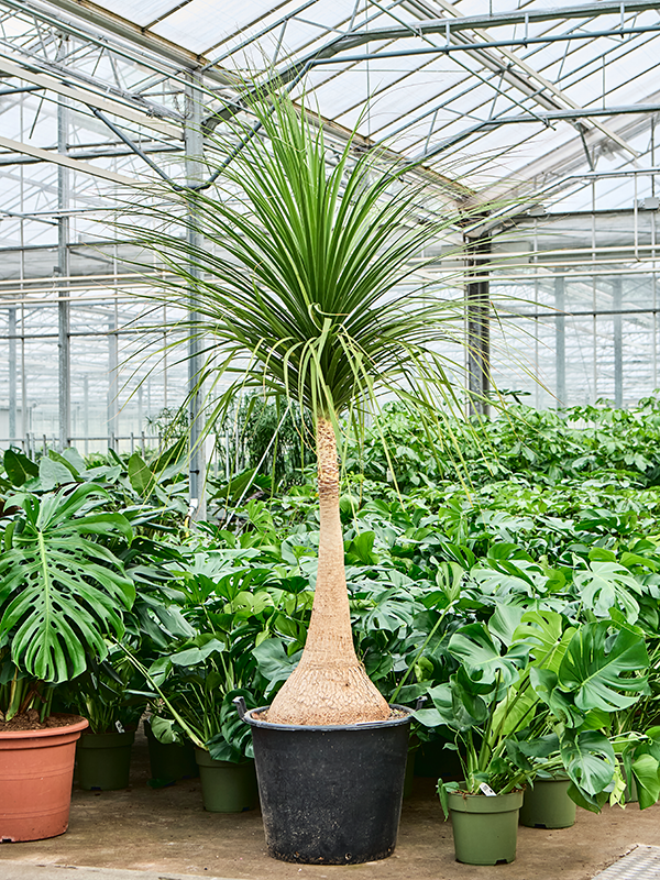 Planta naturala de interior Stem D175xH260cm Beaucarnea recurvata 'Nolina' PS67/51cm in pamant