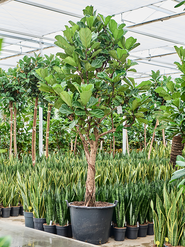 Planta naturala de interior Stem D175xH325cm Ficus lyrata (350-400) PS70/59cm in pamant