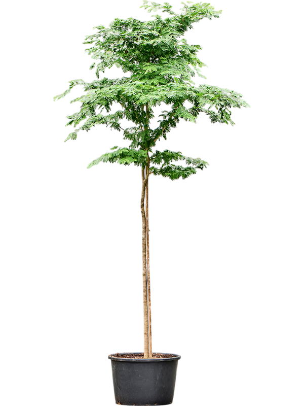 Planta naturala de interior Stem D175xH375cm Bulnesia arborea (350-450) PS80/51cm in pamant